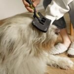 Fellwechsel im Herbst: Welche Naehrstoffe Hund und Katze jetzt wirklich brauchen