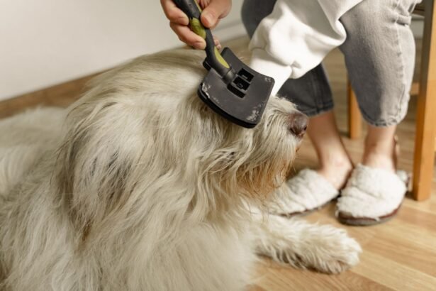 Fellwechsel im Herbst: Welche Naehrstoffe Hund und Katze jetzt wirklich brauchen