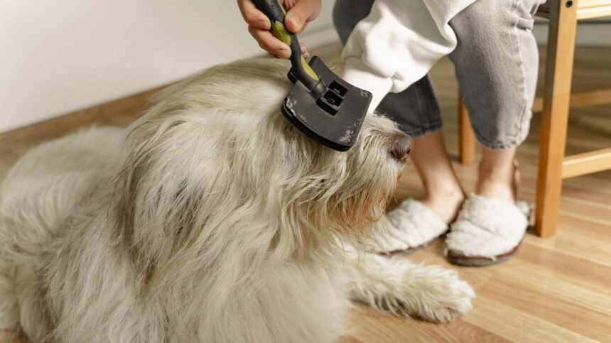 Fellwechsel im Herbst: Welche Naehrstoffe Hund und Katze jetzt wirklich brauchen